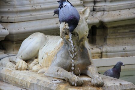 Pigeon water thursty