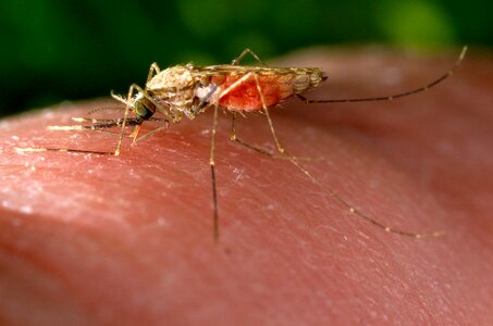 Blood bug grazing