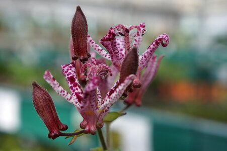 Flower of the field of the purplish red Tricyrtis