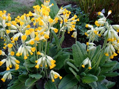 Plant primroses yellow