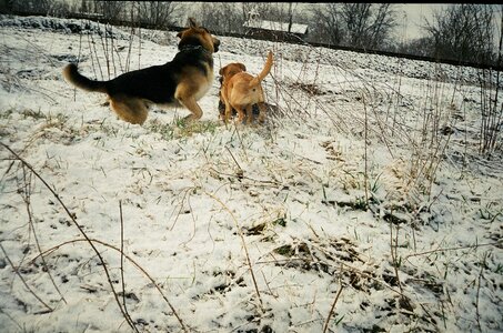 Playful dogs playing snow photo