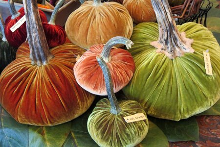 Thanksgiving harvest november