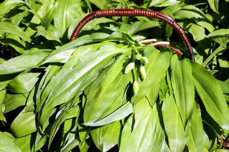 Environment flora food