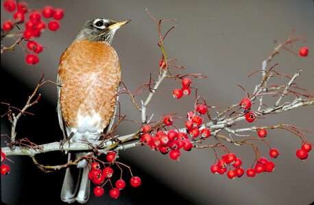 American bird robin photo