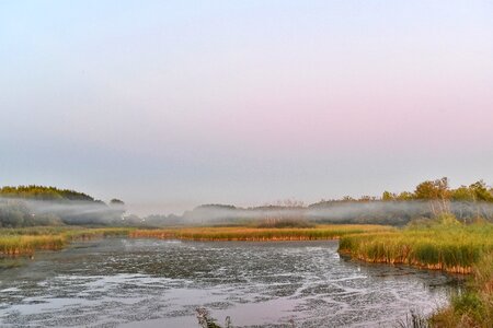 Aquatic Plant evening fog photo