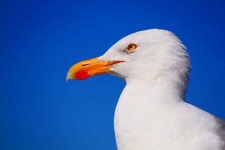 Water bird close up sky photo