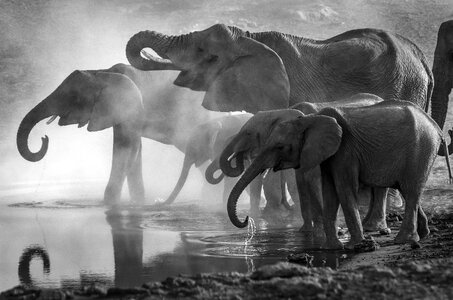 Elephants animals trunk photo