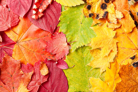 Autumn Leaves Background photo