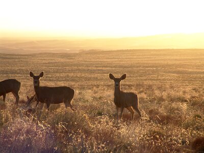 Animal nature scheu