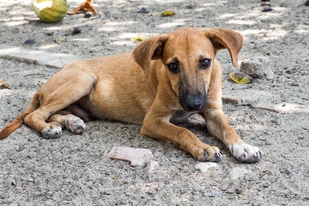 Sad stray dog canine photo