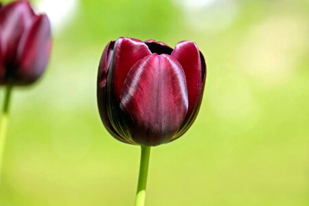 Beautiful Flowers beautiful photo blooming