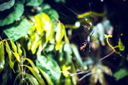 Animal garden spider insect photo