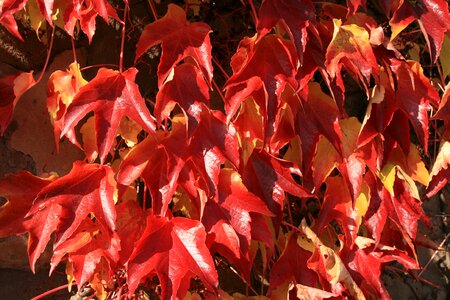 Leaves red emerge
