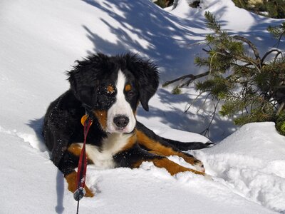 Berner bernese mountain dog winter