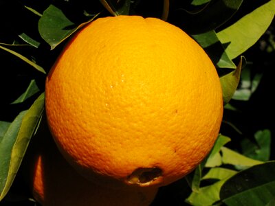 Citrus red nature