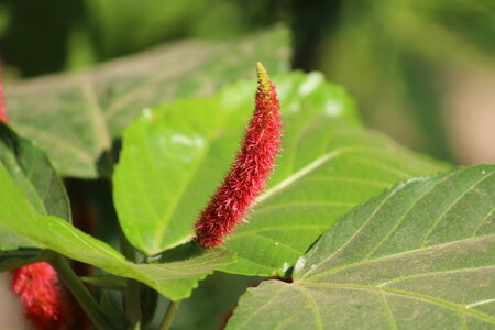 Unique Leaf Flower photo