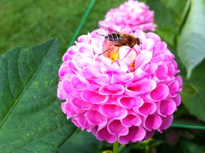 Floral bee insect photo