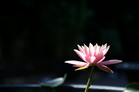 Plants pink water lilies photo