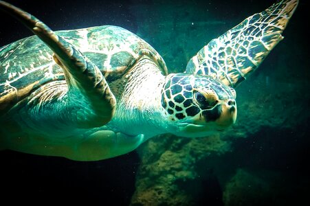 Animal armor Caretta caretta