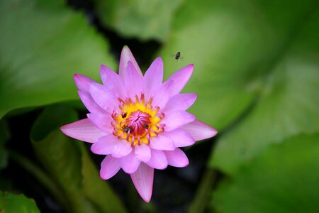Aquatic beautiful flowers beautiful photo
