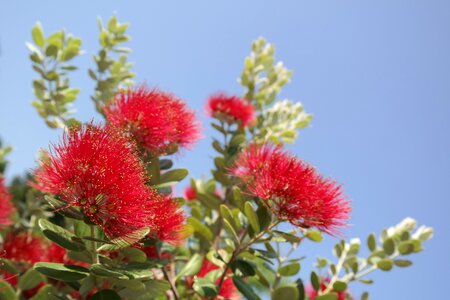 Flowers ironwood tree christmas