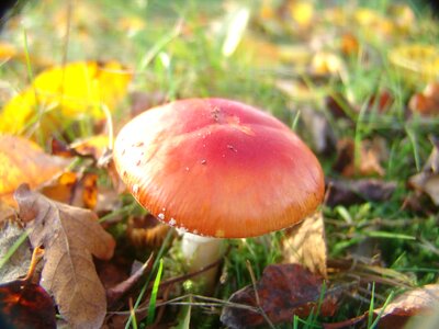 Mushroom nature autumn photo
