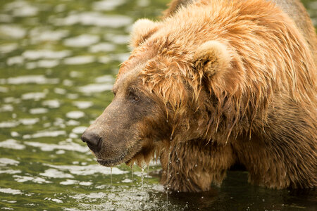 Kodiak brown bear-1