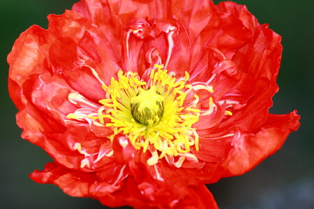 Red poppy flower photo