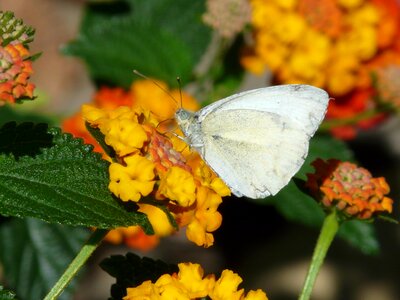 Wood white leptidea sinapis leptidea realized