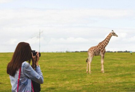 Woman Taking Photos Of A Giraffe Free Photo photo