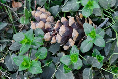 Conifer green grass ivy photo