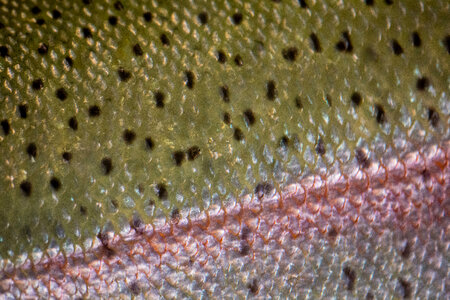 Close-up of Rainbow trout scales-4 photo