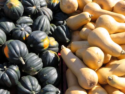 Pumpkin market fruit photo