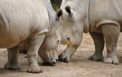 Africa animal animals