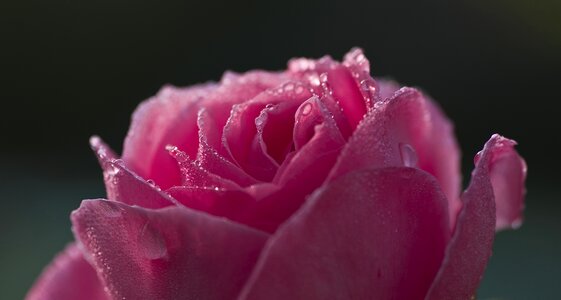 Red beaded dewdrop photo