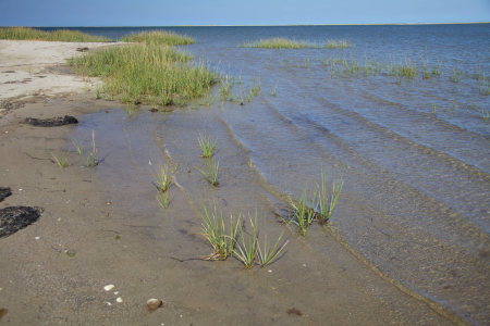 Shoreline at Monomoy NWR