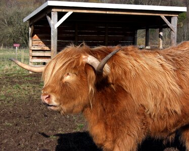 Horns scotland farm photo