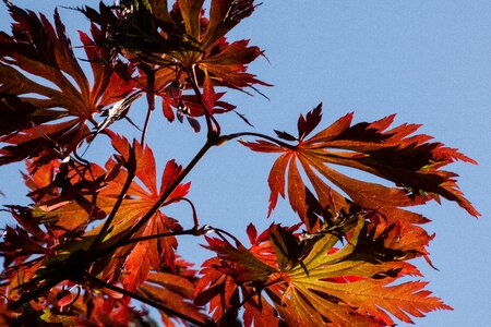 Japanese maple yellow red photo