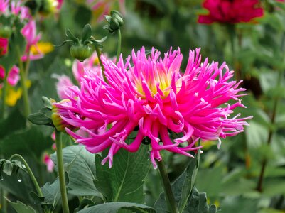 Bloom flower garden pink photo