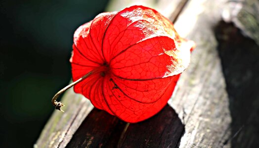 Beautiful Flowers blooming blossom photo