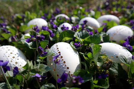 White violet easter