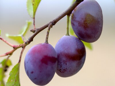 Branch plum violet
