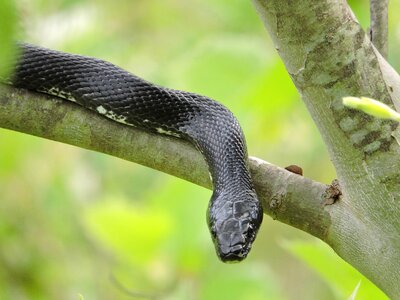 Black black rat black rat snake photo