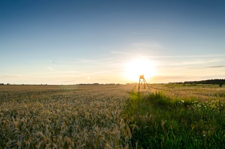 Grain crop agriculture