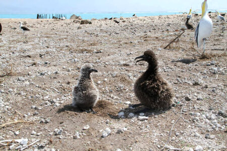 Black-footed Albatross chick and Short-tailed Albatross Chick Survive Tsunami