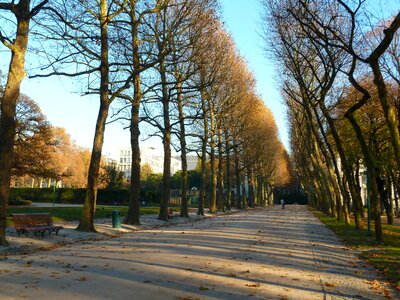 Walkway trees rows