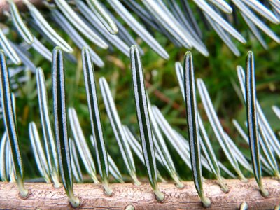 Silver fir white fir abies photo