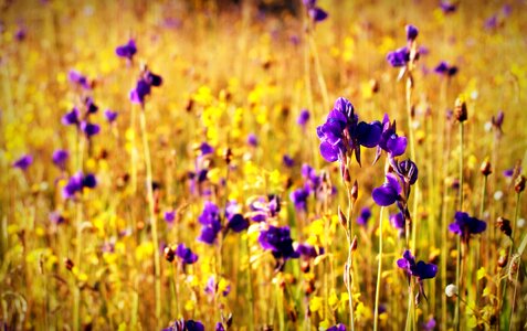 Beautiful Flowers bloom blooming