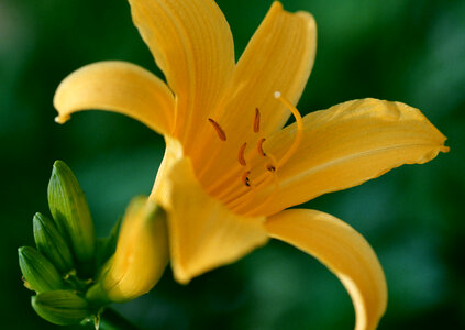 Yellow lily flower on grden photo