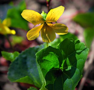 Beautiful Flowers biology blooming